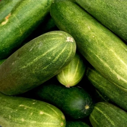 Okurka salátová do květináče Bush Champion – prodej semen okurek