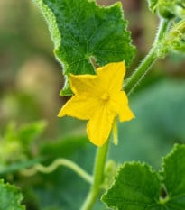 Okurka salátová do květináče Bush Champion - Cucumis sativus - prodej semen - 8 ks