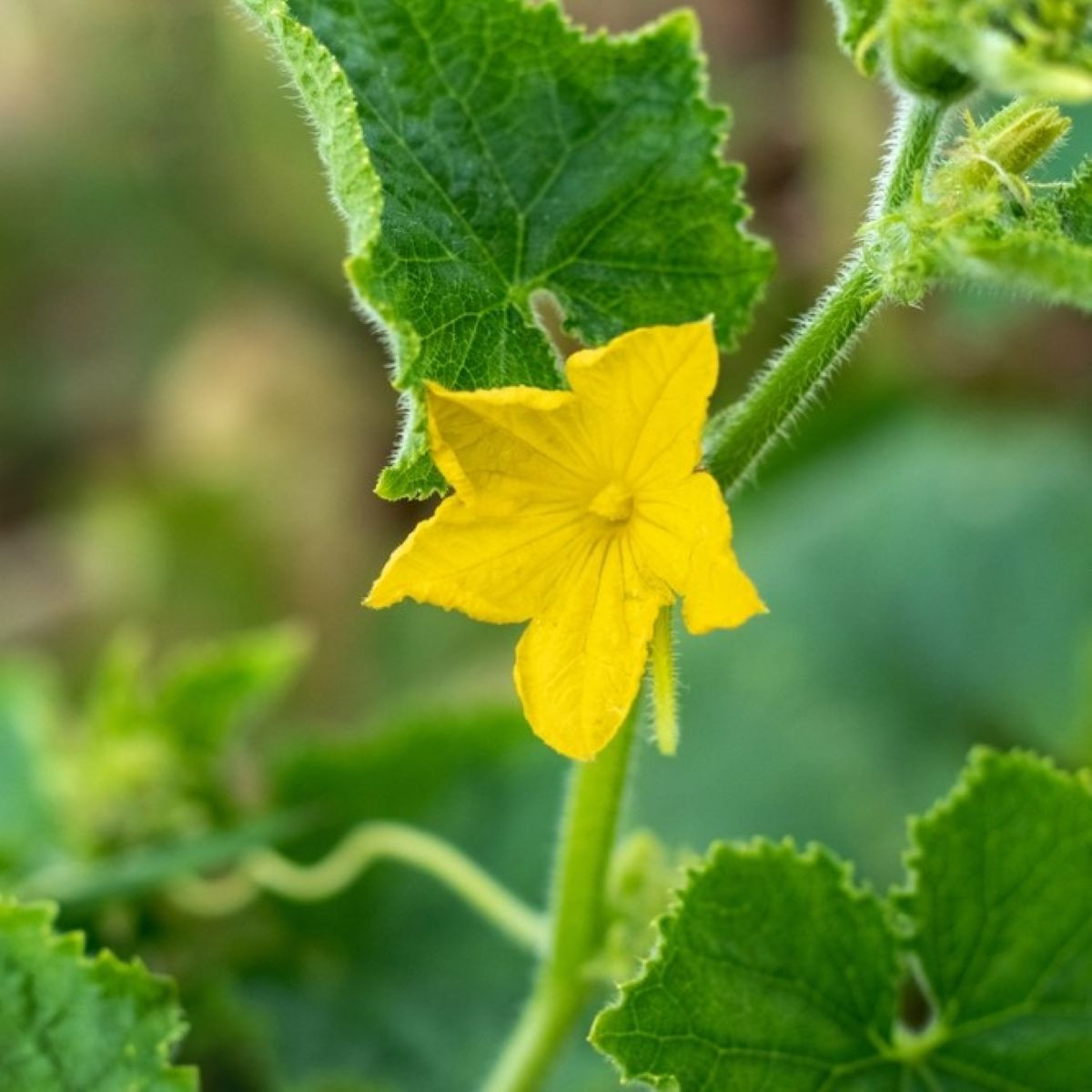 Okurka salátová do květináče Bush Champion – prodej semen okurek