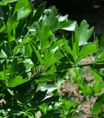 Libeček - Levisticum officinale - prodej semen - 115 ks