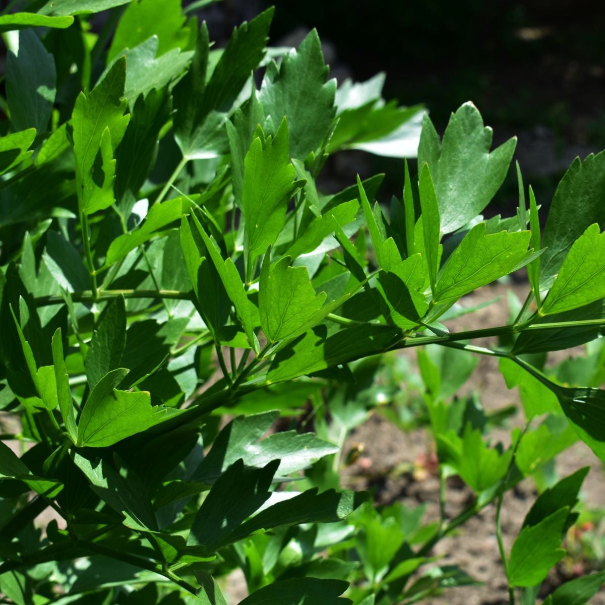 Libeček - Levisticum officinale - prodej semen - 115 ks