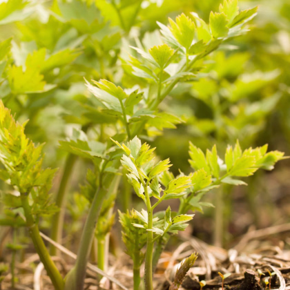 Libeček - Levisticum officinale - prodej semen - 115 ks