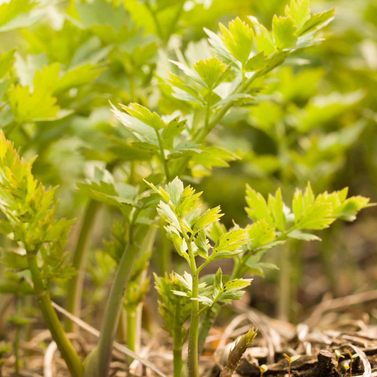 Libeček - Levisticum officinale - prodej semen - 115 ks