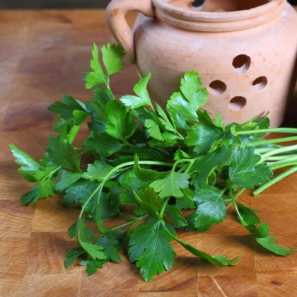 Libeček - Levisticum officinale - prodej semen - 115 ks