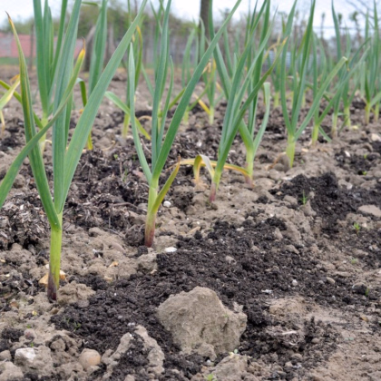 Sadbový česnek Dukát - Allium sativum - paličák - prodej cibulí česneku - 1 balení