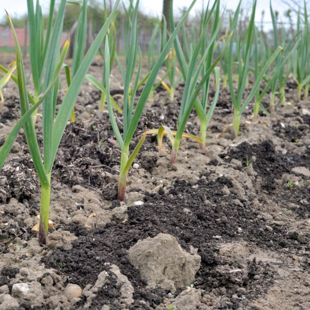 Sadbový česnek Dukát - Allium sativum - paličák - prodej cibulí česneku - 1 balení