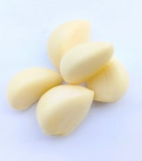 Sadbový česnek Dukát - Allium sativum - paličák - prodej cibulí česneku - 1 balení