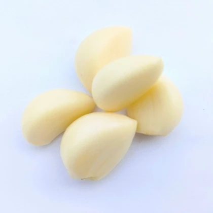 Sadbový česnek Dukát - Allium sativum - paličák - prodej cibulí česneku - 1 balení