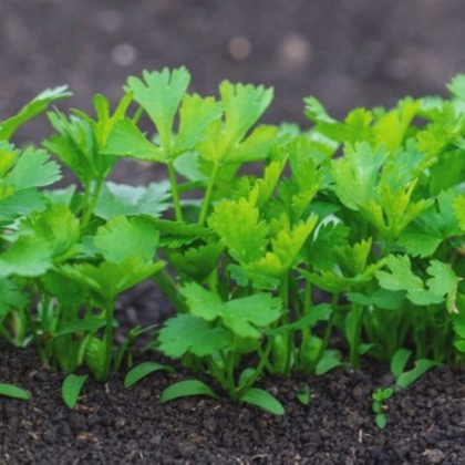 Petržel kořenová zahradní Efez – Petroselinum crispum – prodej semen