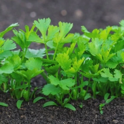 Petržel kořenová zahradní Efez – Petroselinum crispum – prodej semen