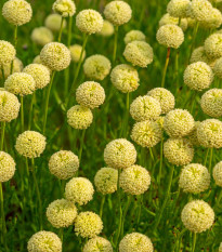 Svatolina rozmarýnolistá - Santolina rosmarinifolia - prodej semen - 5 ks