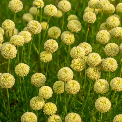 Svatolina rozmarýnolistá - Santolina rosmarinifolia - prodej semen - 5 ks