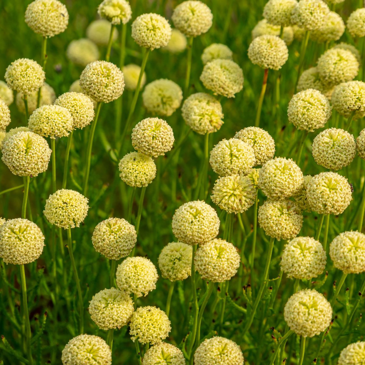 Svatolina rozmarýnolistá - Santolina rosmarinifolia - prodej semen - 5 ks