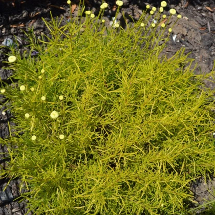 Svatolina rozmarýnolistá - Santolina rosmarinifolia - prodej semen - 5 ks