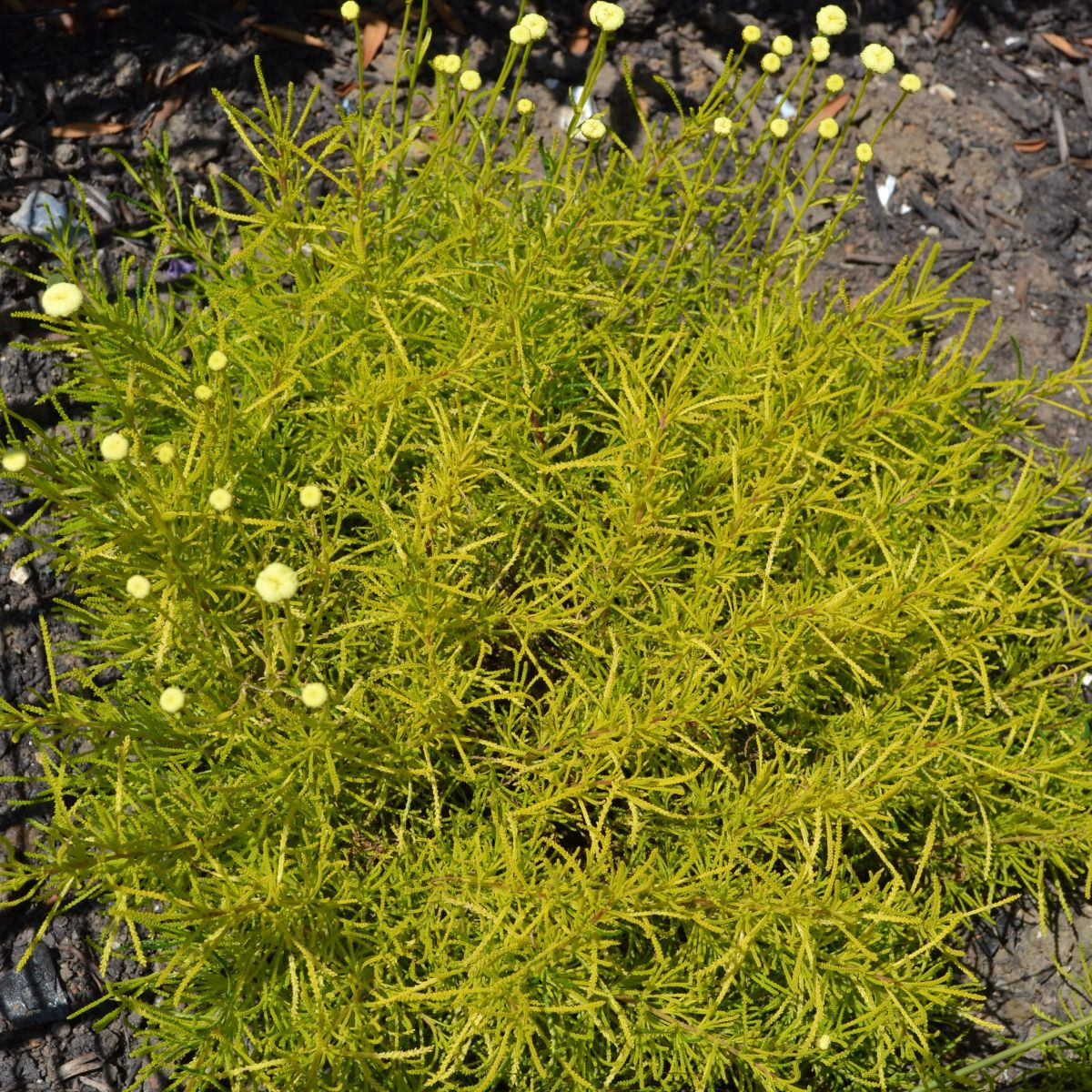 Svatolina rozmarýnolistá - Santolina rosmarinifolia - prodej semen - 5 ks