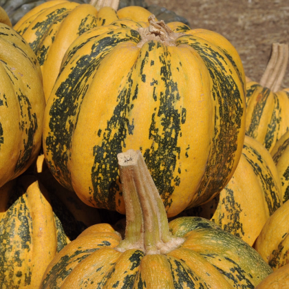 Tykev olejná Trumf F1 - Cucurbita pepo - prodej semen - 12 ks