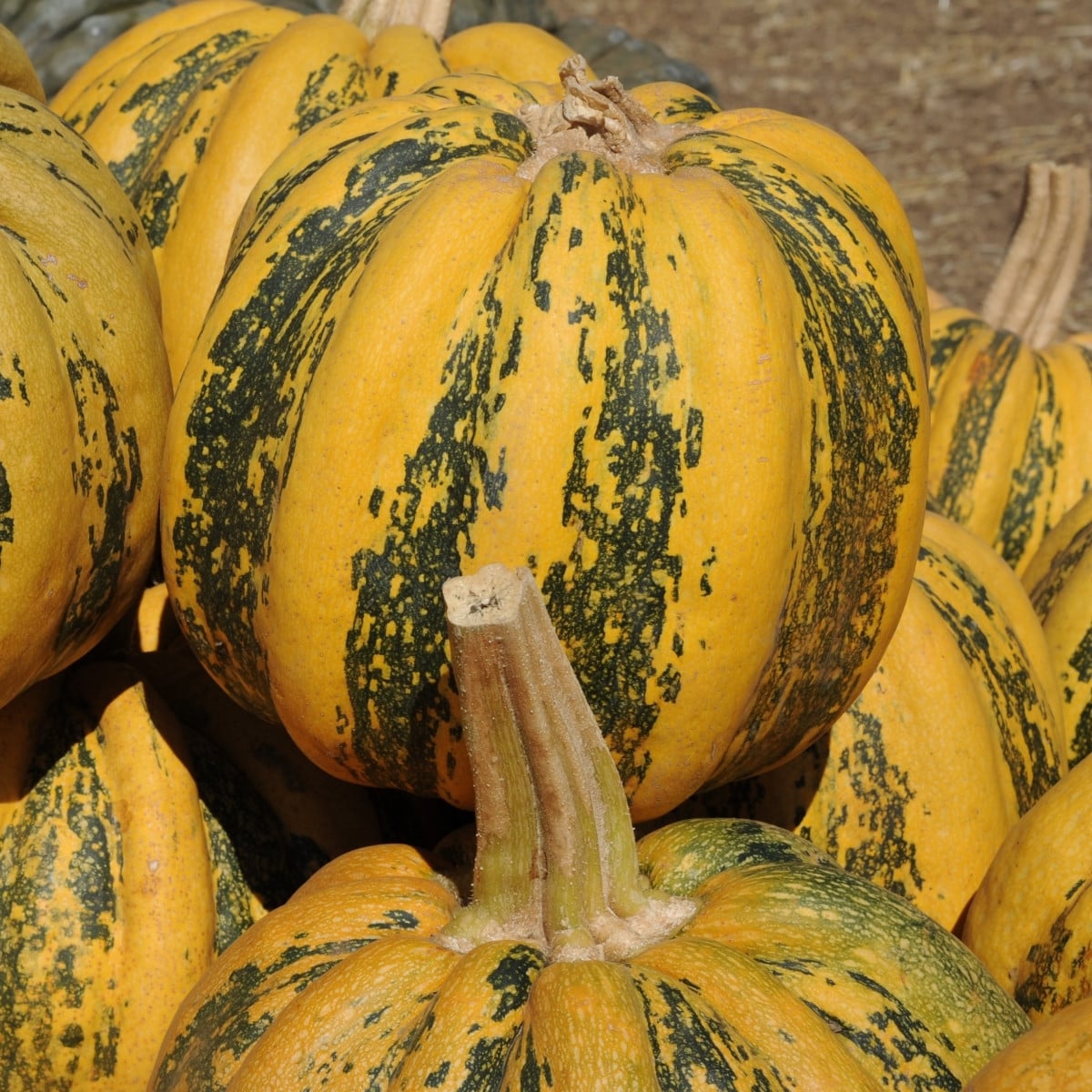 Tykev olejná Trumf F1 - Cucurbita pepo - prodej semen - 12 ks