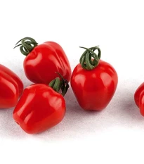 Rajče tyčkové Appleberry F1 PhR červené - Solanum lycopersicum - prodej semen - 7 ks