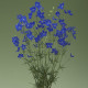 Stračka Jennys Pearl F1 Blue - Delphinium grandiflorum - prodej semen - 10 ks