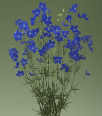 Stračka Jennys Pearl F1 Blue - Delphinium grandiflorum - prodej semen - 10 ks