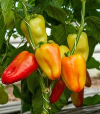 Paprika Amy - Capsicum annuum - prodej semen - 50 ks