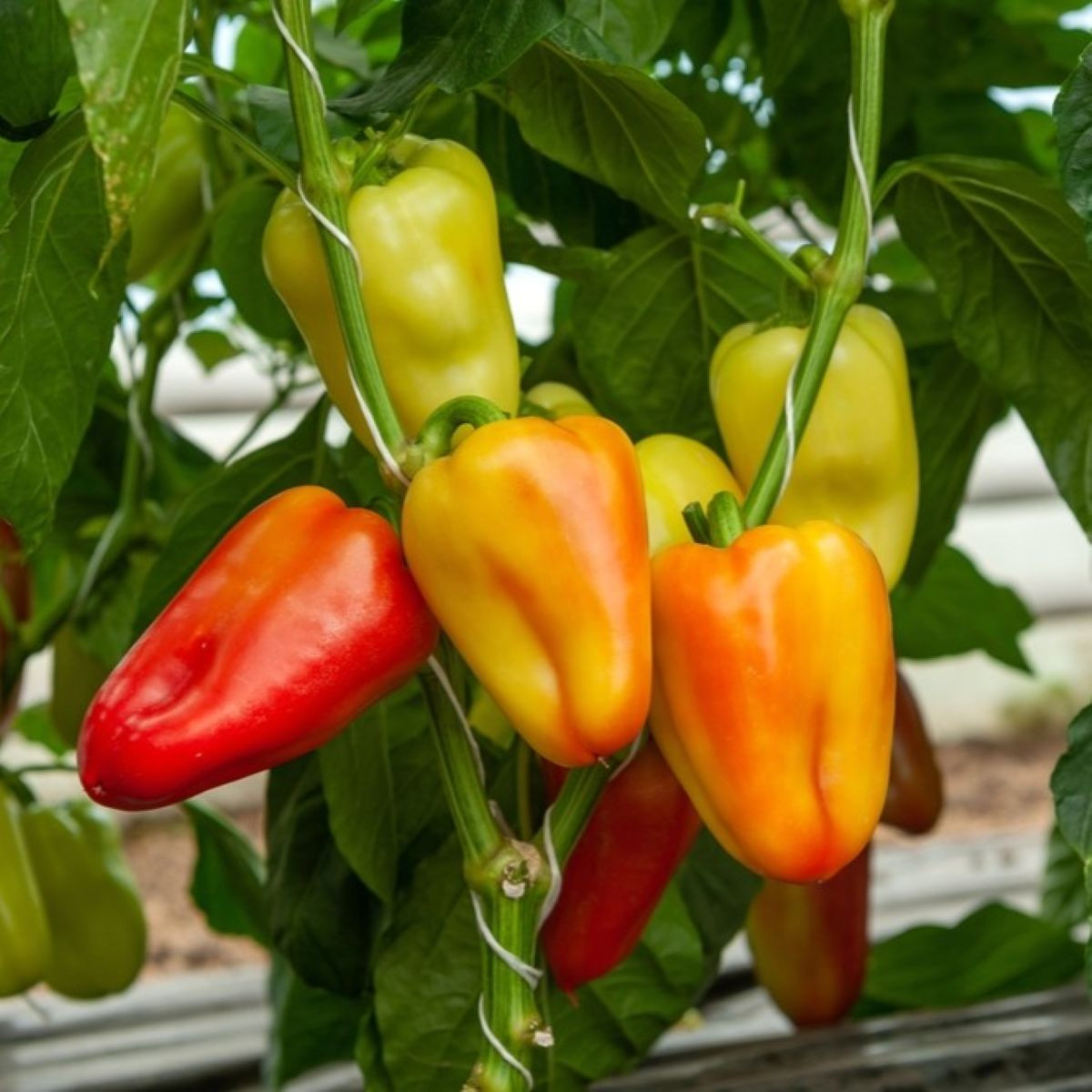 Paprika Amy - Capsicum annuum - prodej semen - 50 ks
