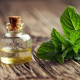 Máta peprná – Mentha piperita – prodej semen máty