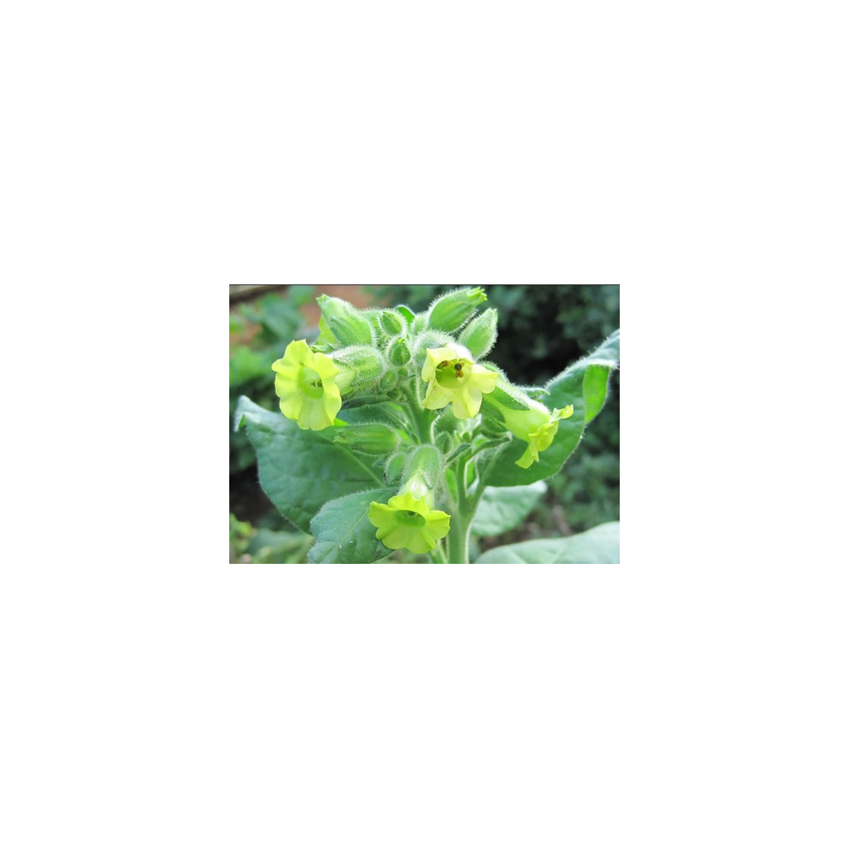 Semínka tabáku - Nicotiana rustica sacred - Tabák indiánský slavnostní - prodej semen - 50 ks