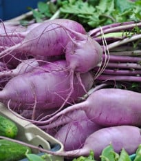 Ředkev Blue Candle F1 - Raphanus sativus - prodej semen - 35 ks