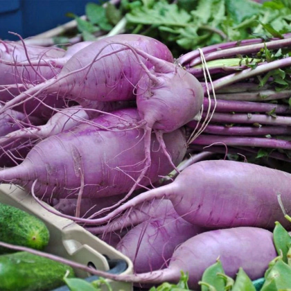 Ředkev Blue Candle F1 - Raphanus sativus - prodej semen - 35 ks