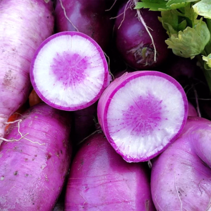 Ředkev Blue Candle F1 - Raphanus sativus - prodej semen - 35 ks