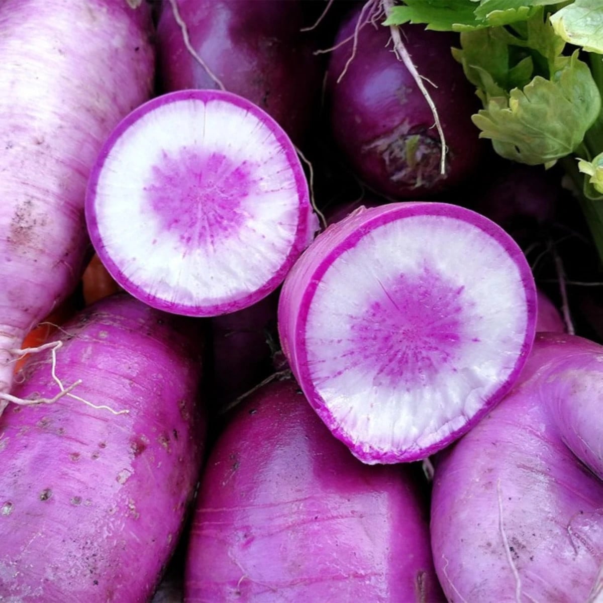 Ředkev Blue Candle F1 - Raphanus sativus - prodej semen - 35 ks