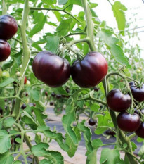 BIO Rajče tyčkové Black Beauty - Solanum lycopersicum - prodej bio semen - 7 ks