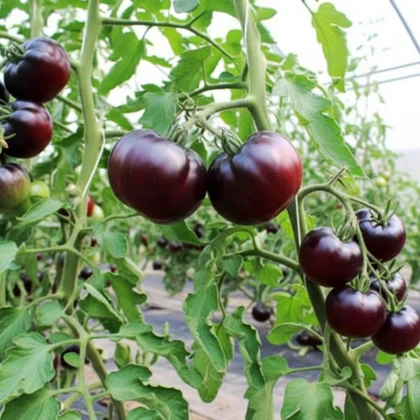 BIO Rajče tyčkové Black Beauty - Solanum lycopersicum - prodej bio semen - 7 ks