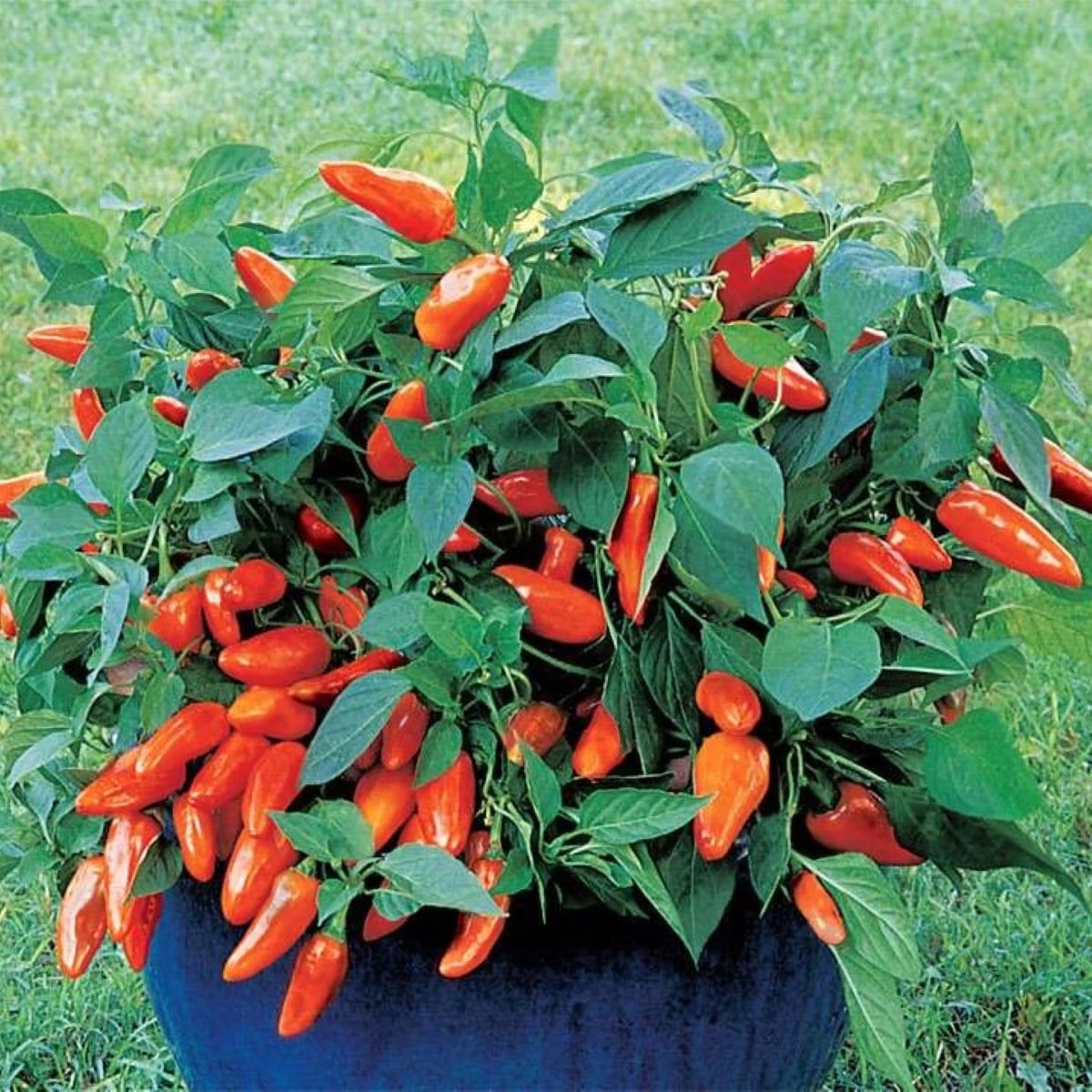 Paprika Tangerine Dream - Capsicum annuum - prodej semen - 7 ks