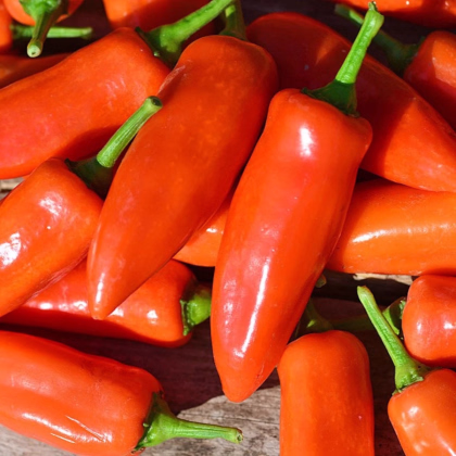 Paprika Tangerine Dream - Capsicum annuum - prodej semen - 7 ks