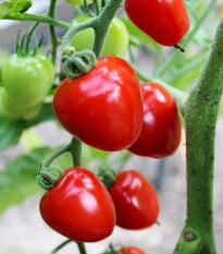 Rajče tyčkové Gardenberry F1 - Solanum lycopersicum - prodej semen - 5 ks