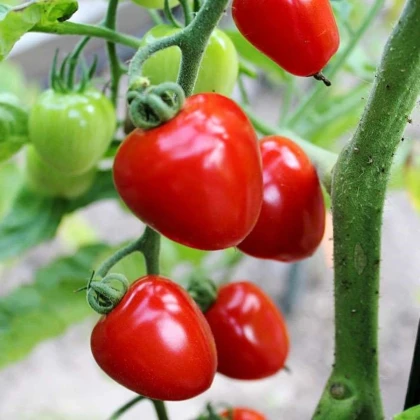 Rajče tyčkové Gardenberry F1 - Solanum lycopersicum - prodej semen - 5 ks