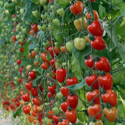 Rajče tyčkové Gardenberry F1 - Solanum lycopersicum - prodej semen - 5 ks