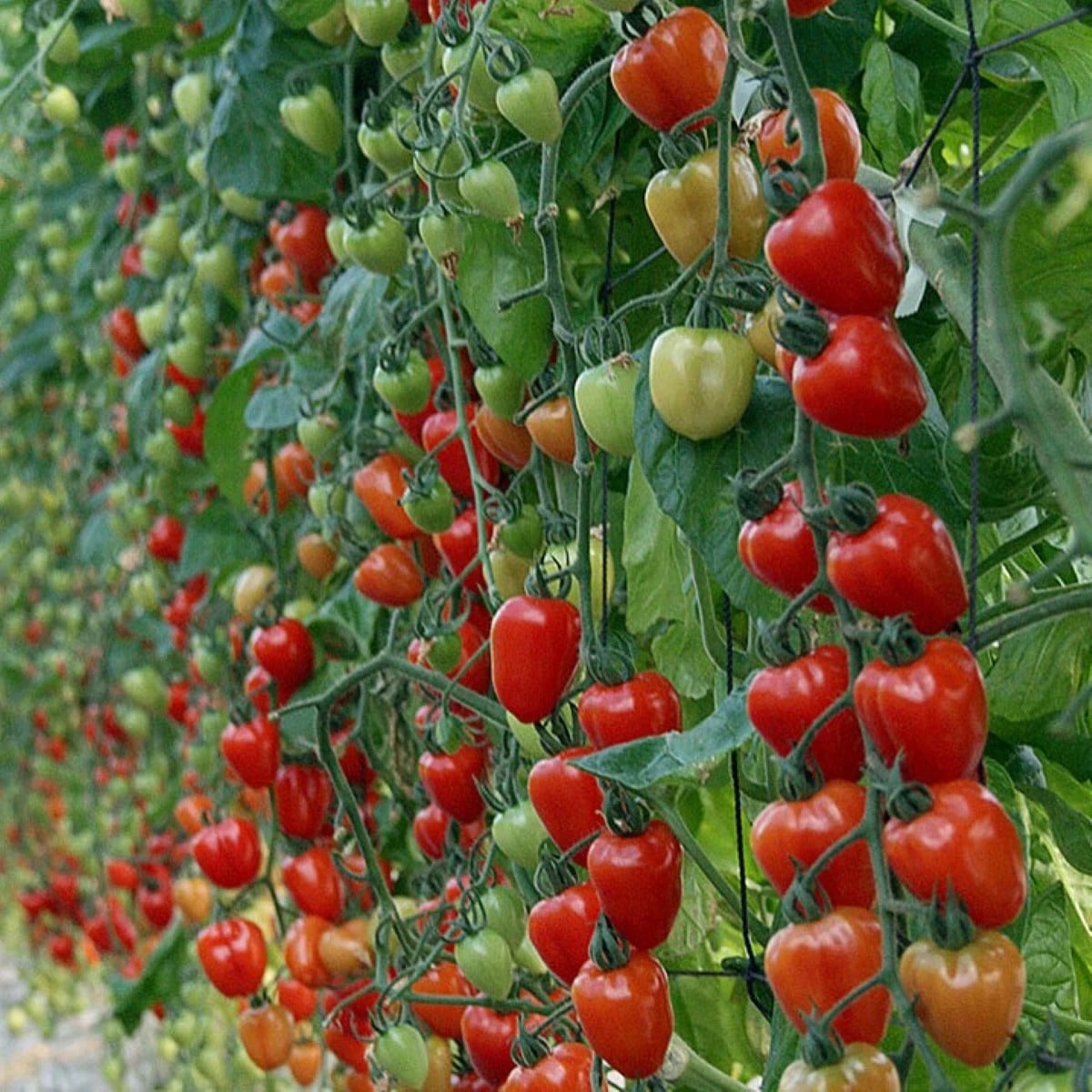 Rajče tyčkové Gardenberry F1 - Solanum lycopersicum - prodej semen - 5 ks