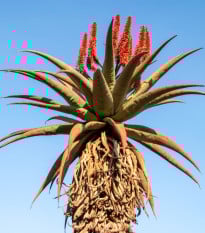 Aloe kapská - Aloe ferox - prodej semen - 6 ks