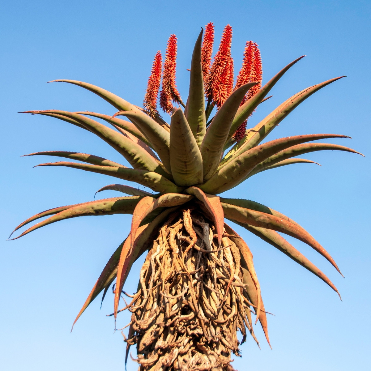 Aloe kapská - Aloe ferox - prodej semen - 6 ks