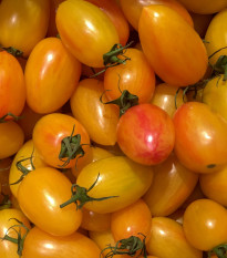 BIO Rajče tyčkové Artisan Blush Tiger - Solanum lycopersicum - prodej bio semen - 6 ks
