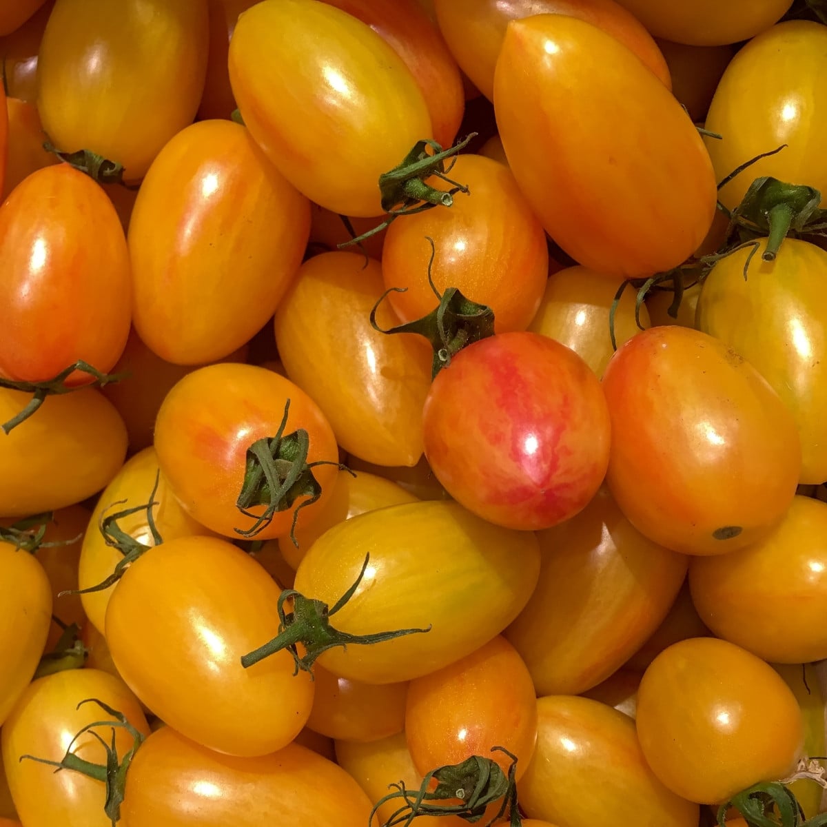 BIO Rajče tyčkové Artisan Blush Tiger - Solanum lycopersicum - prodej bio semen - 6 ks
