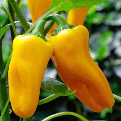 Paprika Snacking Yellow F1 - Capsicum annuum - prodej semen - 5 ks
