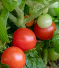 Rajče Red Robin - Solanum lycopersicum - prodej semen - 6 ks