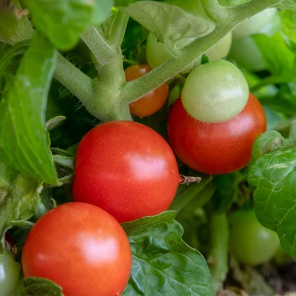 Rajče Red Robin - Solanum lycopersicum - prodej semen - 6 ks