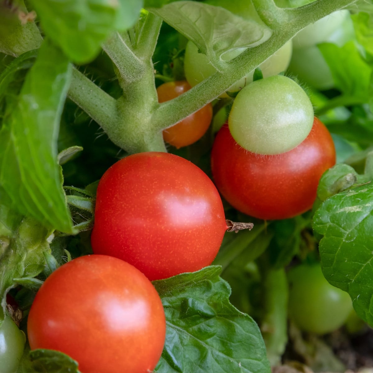 Rajče Red Robin - Solanum lycopersicum - prodej semen - 6 ks