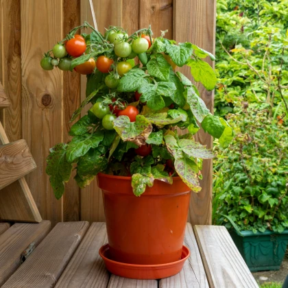 Rajče Red Robin - Solanum lycopersicum - prodej semen - 6 ks