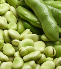 Bob obecný bílý Dreifach Weisse - Vicia faba -  prodej semen - 20 ks